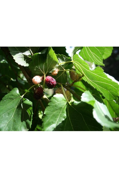 Шовковиця домашня Шеллі — висока врожайність і невибагливість.